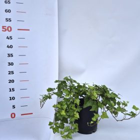 Hedera helix Chicago 14 cm - Közönséges borostyán