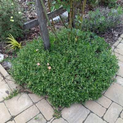 Helianthemum 'Wisley Pink' 9*9/ Rózsaszín virágú napvirág