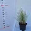 Helictotrichon sempervirens 'Pendula' 14 cm örökzöld zabfű