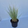 Helictotrichon sempervirens 'Pendula' 14 cm örökzöld zabfű