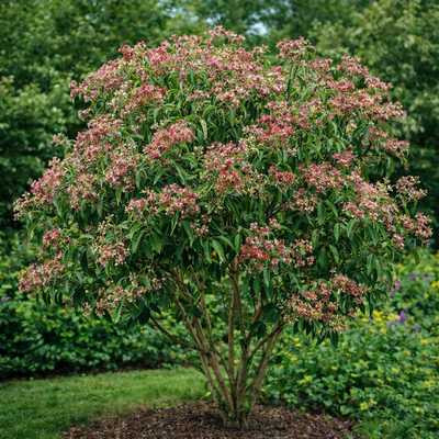 Heptacodium miconioides- hétfiúvirágcserje