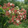 Heptacodium miconioides- hétfiúvirágcserje