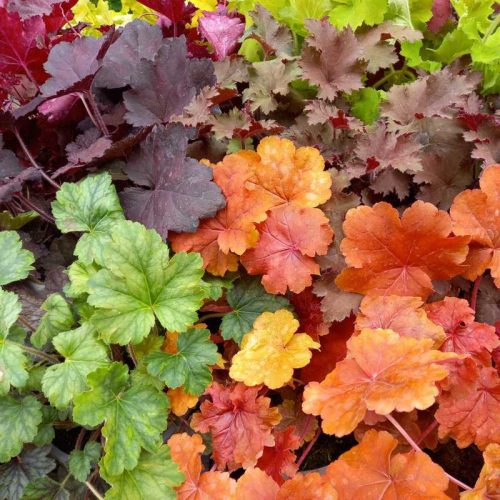 Heuchera -Tűzeső