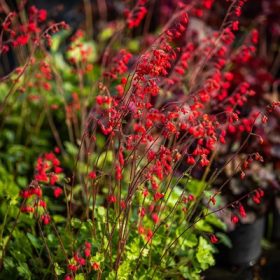 Heuchera sang. 'Leuchtkafer' 11*11