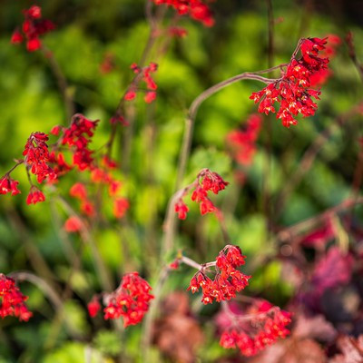 Heuchera sanguinea'Firefly'