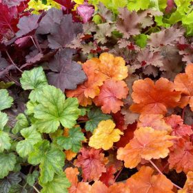 Heuchera mix