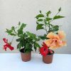 Hibiscus 12 cs