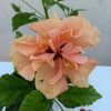 Hibiscus 12 cs
