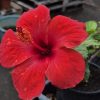 Hibiscus 12 cs