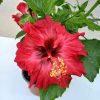 Hibiscus 12 cs