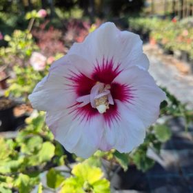   Hibiscus syriacus mix - Hibiszkusz/ Mályvacserje (fehér és rózsaszin)