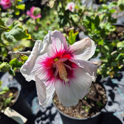 Hibiscus syriacus mix - Hibiszkusz/ Mályvacserje (fehér és rózsaszin)