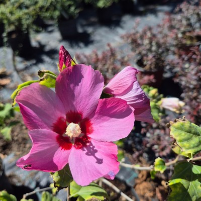Hibiscus syriacus mix - Hibiszkusz/ Mályvacserje (fehér és rózsaszin)