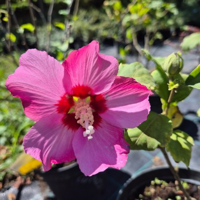 Hibiscus syriacus mix - Hibiszkusz/ Mályvacserje (fehér és rózsaszin)