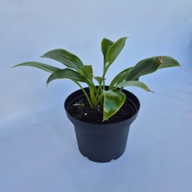 Hosta Devon Green 3 lit. - Árnyékliliom