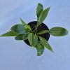 Hosta Devon Green 3 lit. - Árnyékliliom