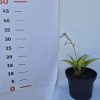 Hosta June 2 lit - Árnyékliliom, sárga, virágoszöld, kékeszöld lombozatú