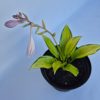 Hosta June 2 lit - Árnyékliliom, sárga, virágoszöld, kékeszöld lombozatú