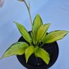 Hosta June 2 lit - Árnyékliliom, sárga, virágoszöld, kékeszöld lombozatú