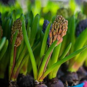 Hyacinthus 7cs - Jácint 1 hagymás