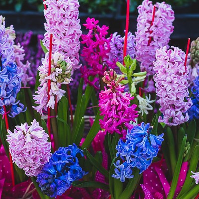 Hyacinthus 7cs - Jácint 1 hagymás