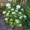 Hydrangea arborescens Annabell - Cserjès hortenzia