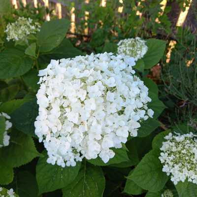 Hydrangea arborescens Annabell - Cserjès hortenzia