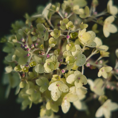 Hydrangea Paniculata 'Confettii' K.2 - Bugás hortenzia