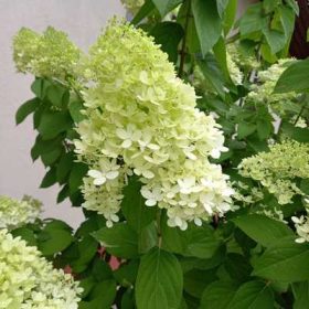   Hydrangea Paniculata Silver Dollar K3 MT - Bugás hortenzia, magastörzsű
