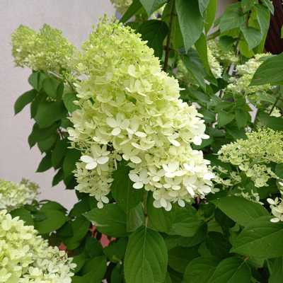 Hydrangea Paniculata Silver Dollar K3 MT - Bugás hortenzia, magastörzsű