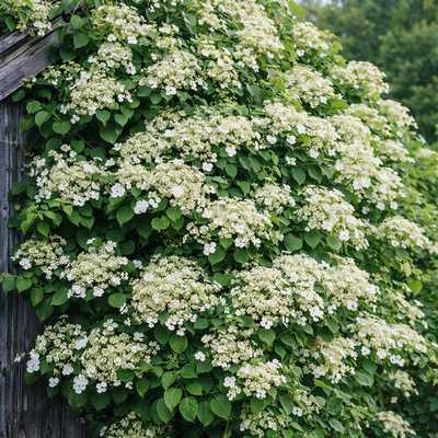 Hydrangea anomala petiolaris K3 - Kúszó hortenzia