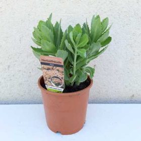   Hylotelephium spectabile Herbstfreude 14 cm- Varúháj, piros virág