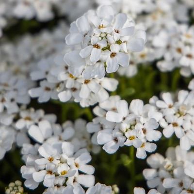 Iberis saxatilis 9*9 /Korai alacsony tatárvirág