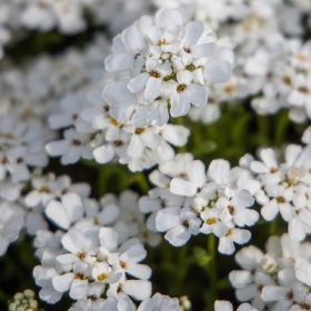   Iberis sempervierens 'Little Gem ' 9*9 örökzöld tatárvirág fehér