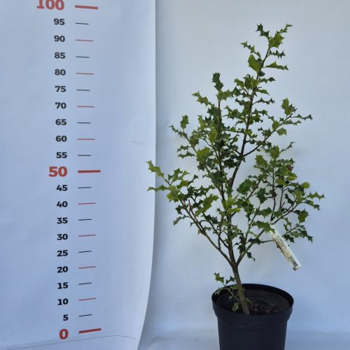 Ilex - zöld levelű magyal