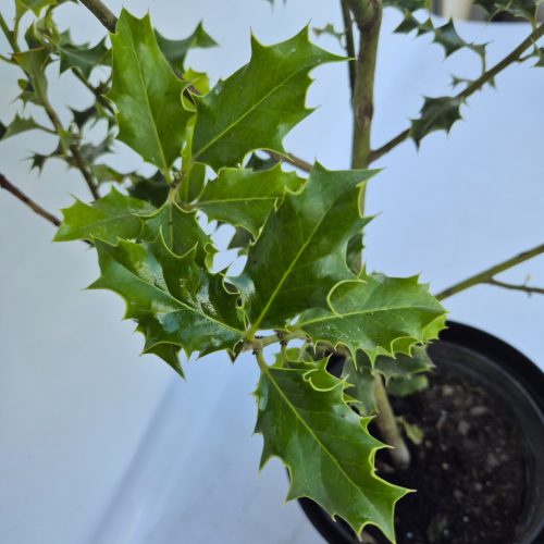 Ilex - zöld levelű magyal