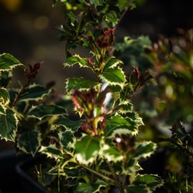   Ilex aquifolium 'Madame Briot' - Aranyszegélyű magyal