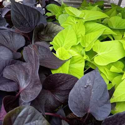 Ipomoea batatas - Batáta/díszburgonya