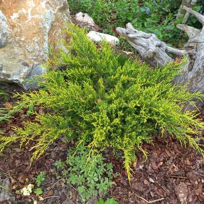 Juniperus chinensis 'Amstrong Gold' 15/20 K.2