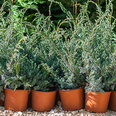 Juniperus chinensis 'Blue Alps' 40/60 k10 - Kèk kínai boróka