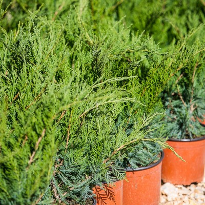 Juniperus chinensis 'Mint Julep' / Kínai boróka, terülő 20/30 K.2