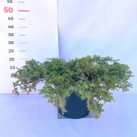 Juniperus communis Green Carpet 15/25 K2
