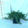 Juniperus horizontalis 'Blue Chip' Kont 2,0L - Kèk terülő henyeboróka