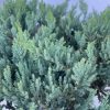 Juniperus horizontalis 'Blue Chip' Kont 2,0L - Kèk terülő henyeboróka