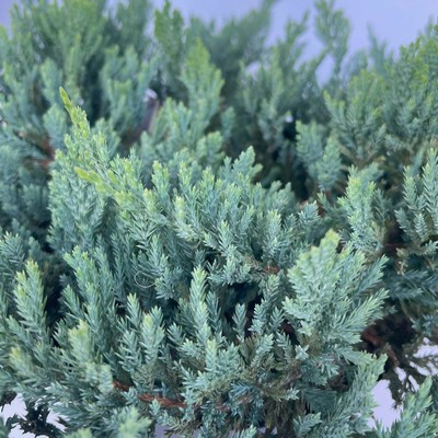 Juniperus horizontalis Blue Chip  2 L - Kèk terülő henyeboróka