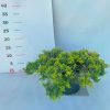 Juniperus horizontalis 'Golden Carpet' 15/25 K.2