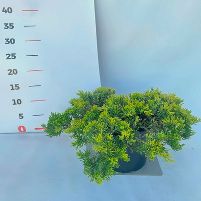 Juniperus horizontalis 'Golden Carpet' 15/25 K.2