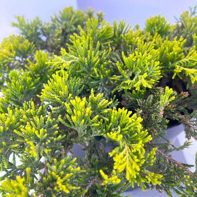 Juniperus horizontalis Golden Carpet K 2 L