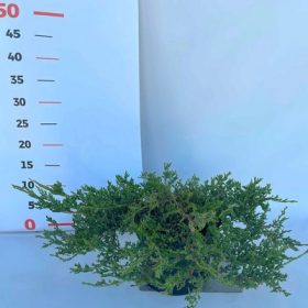 Juniperus horizontalis 'Prince of wales' kont2,0L