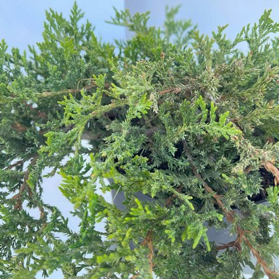 Juniperus horizontalis 'Prince of wales' kont2,0L